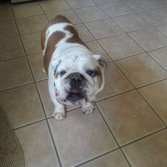 Meet your Posher, Joe - Picture 1 of 1